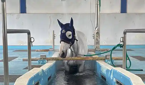競走馬リハビリテーションセンター
